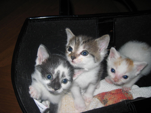 Kitties in a purse (Click to enlarge)