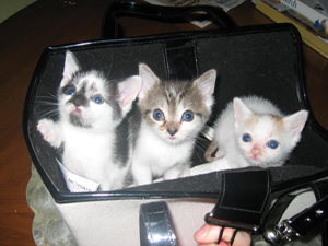 Teeny purse kitties (Click to enlarge)