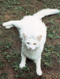 Sylvester in the grass (Click to enlarge)
