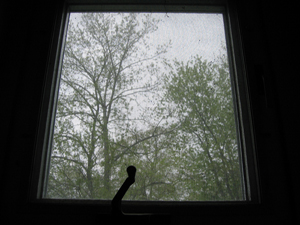 My apartment window on a gray day (Click to enlarge)