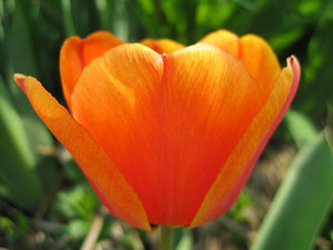 Orange tulip (Click to enlarge)