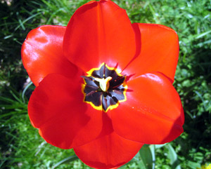 Red tulip interior (Click to enlarge)