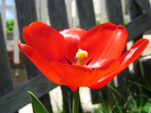 Red tulip (click to enlarge)