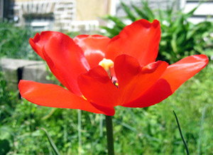 Red tulip, green (click to enlarge)