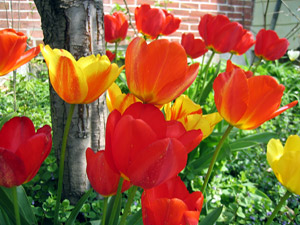 Tulip patch (click to enlarge)