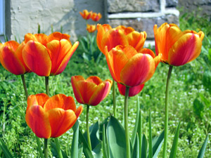 Multicolored tulips (Click to enlarge)