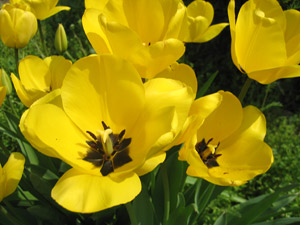 Yellow tulips (click to enlarge)