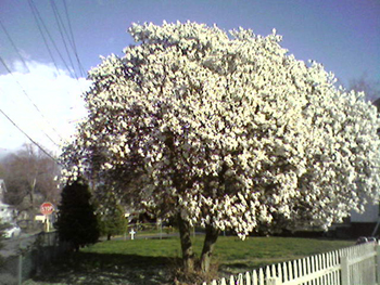 Cherry tree (Click to enlarge)
