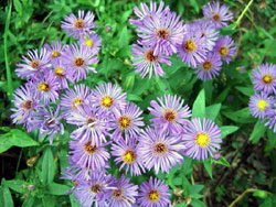 Asters, I think (Click to enlarge)
