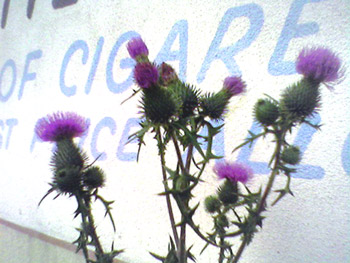 Thistles (Click to enlarge)
