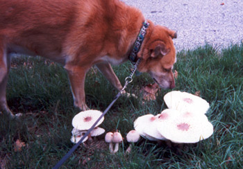 Una sniffing mushrooms (Click to enlarge)