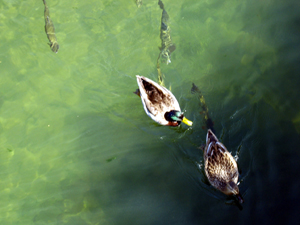 Ducks swimming with fish (Click to enlarge)