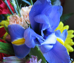 Blue Iris (Click to enlarge)