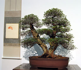 Bonsai tree (Click to enlarge)