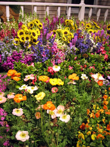 Bright colored garden (Click to enlarge)