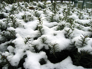 Bush in snow (Click to enlarge)