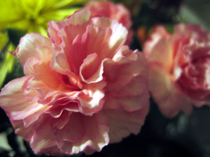 Pink carnation (Click to enlarge)