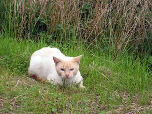 Cat in the grass (Click to enlarge)