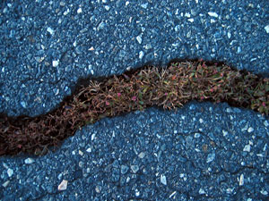 Moss in crack (Click to enlarge)