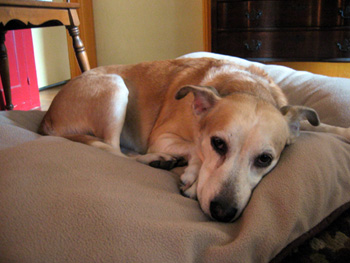 Emma resting on a dog bed (Click to enlarge)