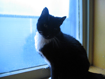 Harold in the windowsill (Click to enlarge)