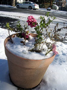 Snow in flowerpot (Click to enlarge)
