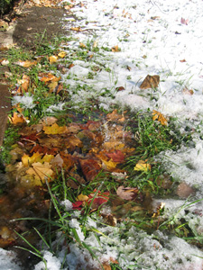 Melting snow with leaves (Click to enlarge)