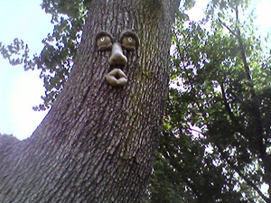 Face in a tree (Click to enlarge)