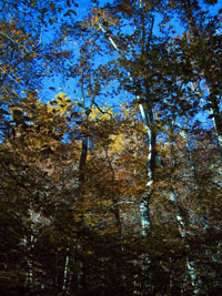 Fall leaves and blue sky (click to enlarge)