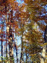 Fall trees (Click to enlarge)