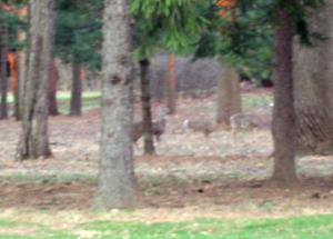 Three deer (Click to enlarge)