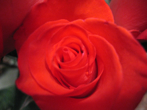 Rose close-up (Click to enlarge)