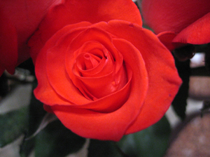 Hot pink rose (Click to enlarge)