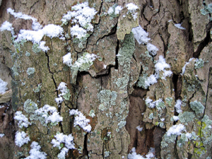 Snowy bark (click to enlarge)