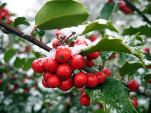 Snowy berries (Click to enlarge)