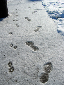Snowy footprints (click to enlarge)