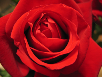 Valentine's Day rose (Click to enlarge)