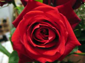 Valentine's Day rose (Click to enlarge)