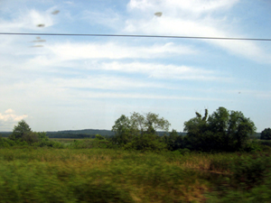 Blurry field (Click to enlarge)