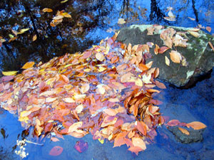 Floating leaves (Click to enlarge)