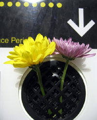 Flowers in the vent (Click to enlarge)