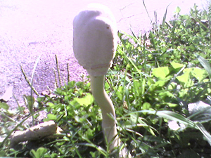 Funky mushroom (click to enlarge)