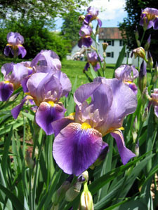 Irises (Click to enlarge)