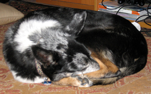 Dingo asleep (Click to enlarge)