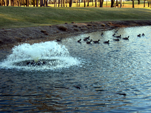 Fountain with ducks (Click to enlarge)
