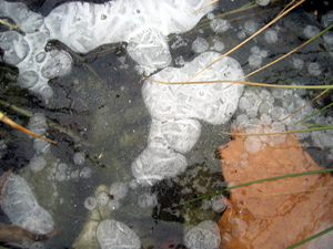 Icy pond (Click to enlarge)