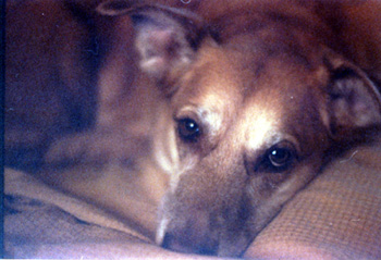 Una on the couch (Click to enlarge)