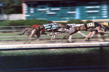 Racing dogs (Click to enlarge)