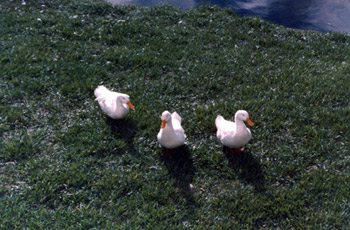 Ducks on grass (Click to enlarge)
