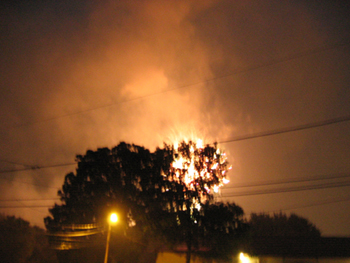 Fireworks behind tree (Click to enlarge)